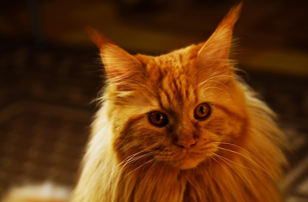 Clever Maine Coon cat is thinking about the future night hunting