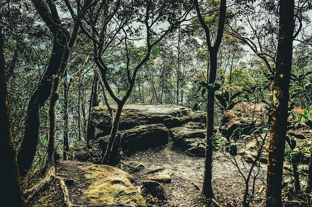 Cliff stone with mountain forest