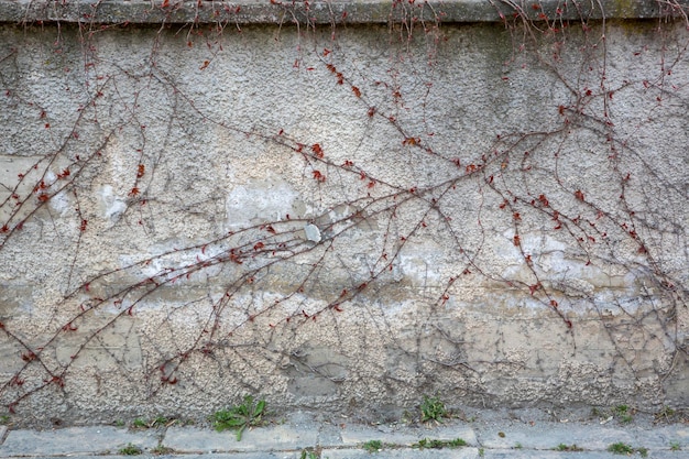 Climbing fig plant brick wall