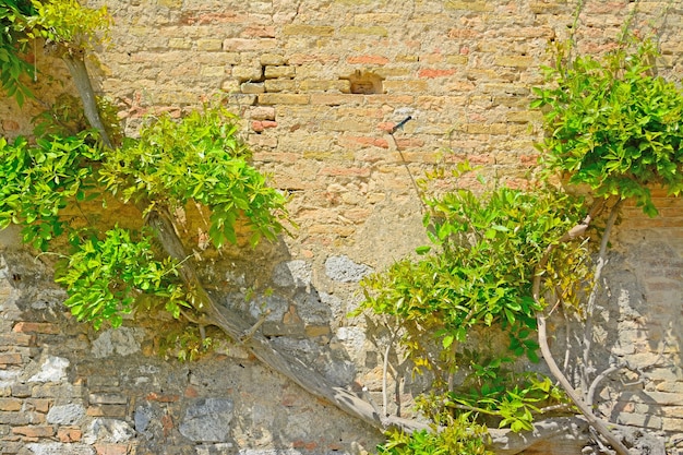 Climbing plant on a brick wall in San Gimignano Italy