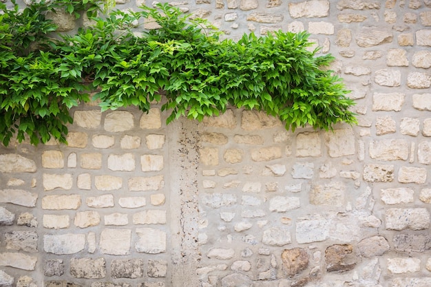 Climbing plant green ivy growing on antique brick wall of old house