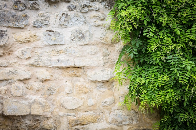 Climbing plant green ivy growing on antique brick wall of old house