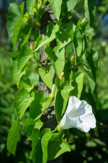 Climbing plant with beautiful white flowers and green leaves on the old wooden fence