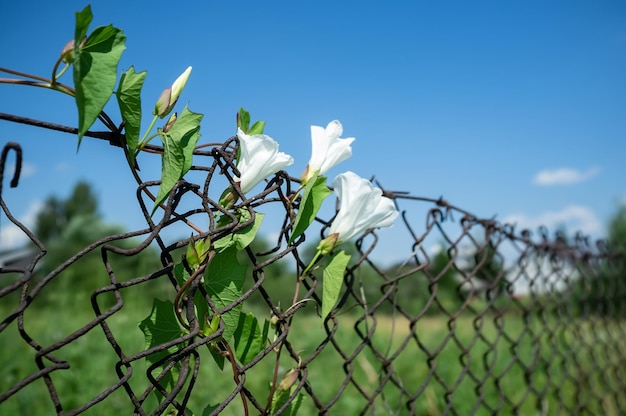 Climbing plant with beautiful white flowers on an old rusty mesh fence against of blue sky