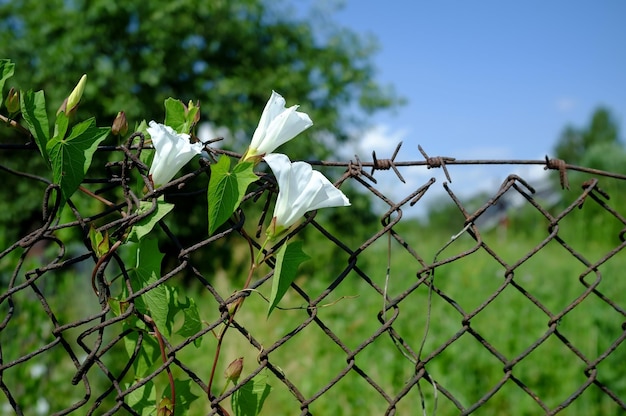 Climbing plant with beautiful white flowers on old rusty mesh fence