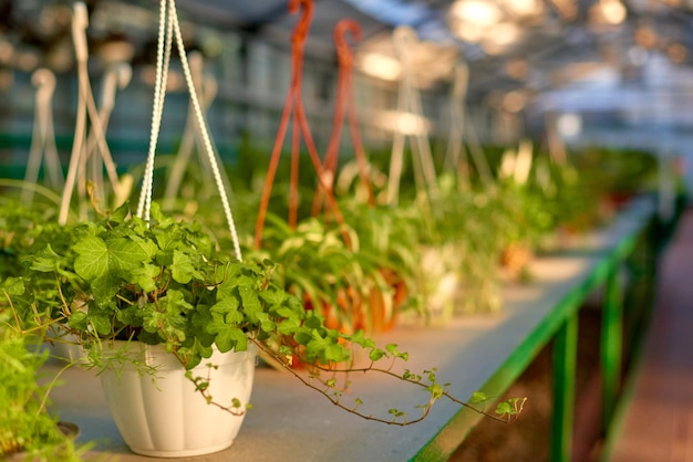 Climbing plants in hanging pots in greenhouse in sunny day