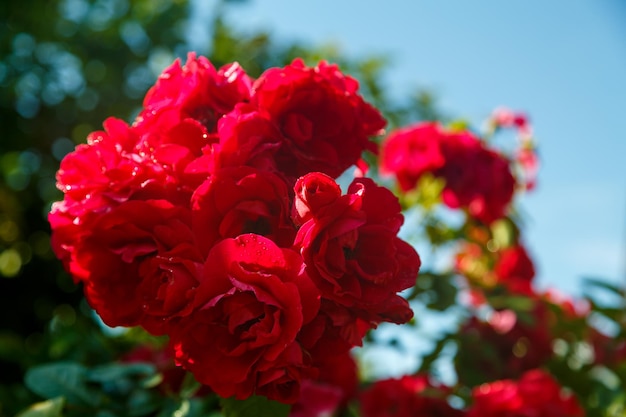 Climbing rose dark red on a bush in the sun