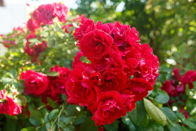 Climbing rose dark red on a bush in the sun