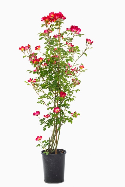 Climbing rose in front of white wall