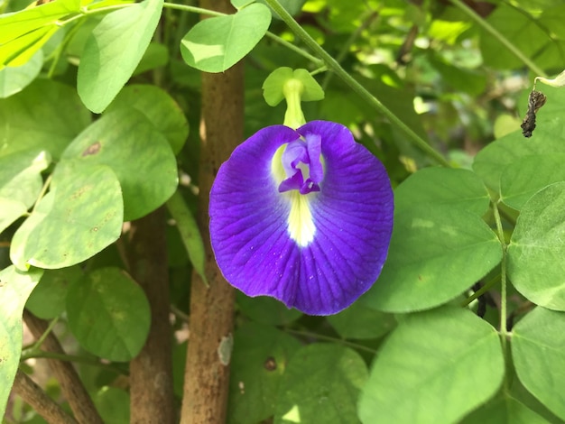 Clitoria ternatea flower with its beautiful characteristic color