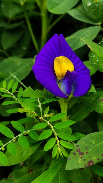 Clitoria ternatea flowers are very beautiful purple