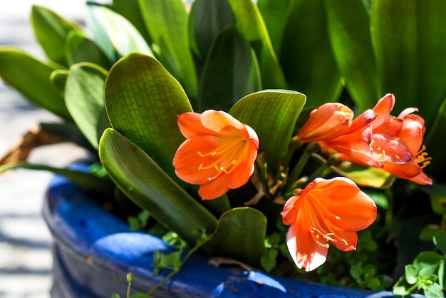 Clivia miniata the Natal lily or bush lily flower growing in flower pot in Vietnam