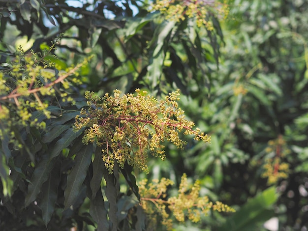 Cloae up blooming flower bouquet and green leaves of mango tree at farm