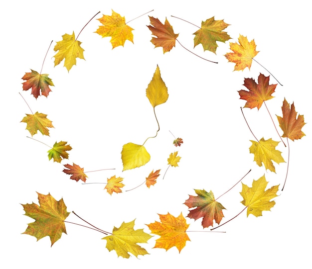 Clock shape make by colorful autumn maple and birch leafs isolated white (autumnal time round dance)