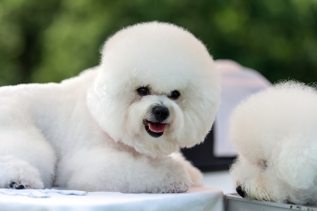 Close baby Bichon dog on grass