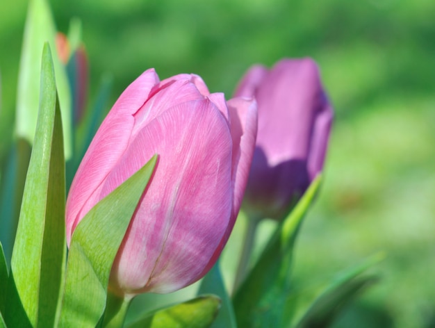 Close on a beautiful pink tulip on green background