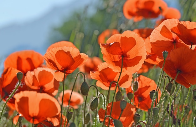 Close on beautiful red poppies flowers blooming in a meadow