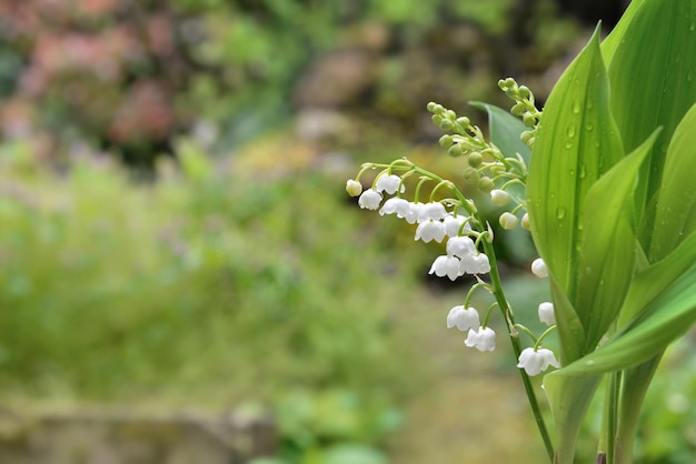 Close on bells of pretty bouquet of fresh lily of valley blooming in a garden