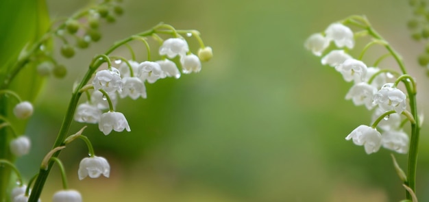 Close on bells of pretty bouquet of fresh lilyofthevalley bloomingon green background