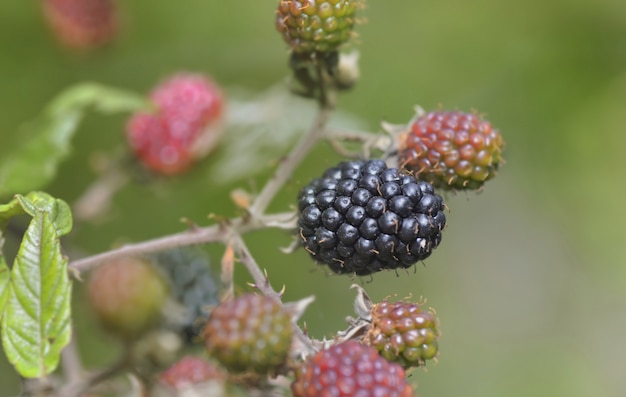 Close on  blackberry growing