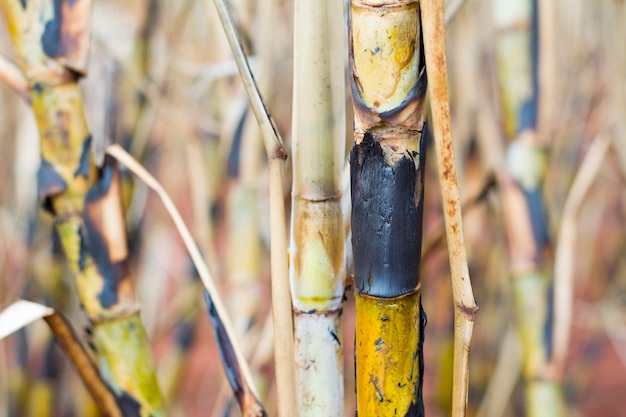 Close burnt sugar cane Brazilian plantation