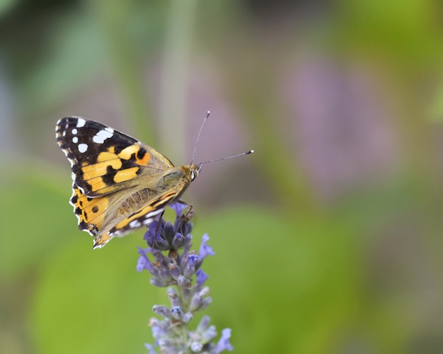 Close on a butterfly on a lavender flower on green 