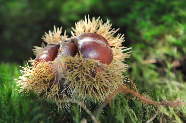 Close on chestnuts