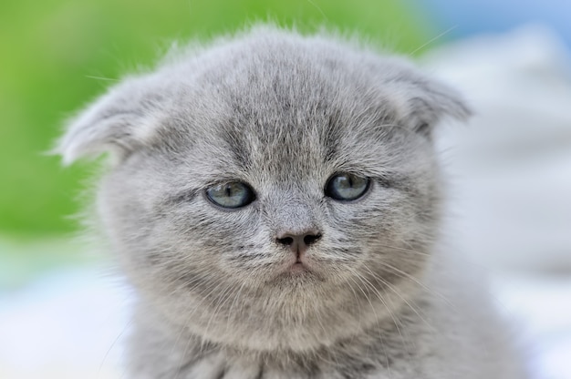 Close cute gray kitten portrait in nature. Baby scottish fold cat portrait