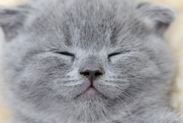 Close cute gray kitten portrait. Scottish fold cat portrait