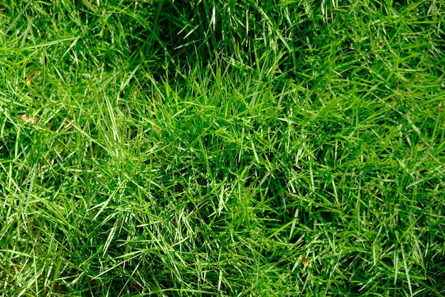 Close detail of green grass