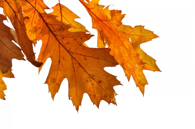 Close on dry oak leaf with colors autumnal isolated on white background