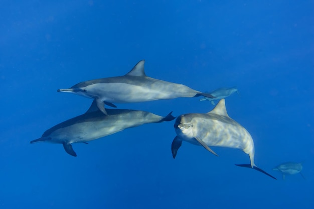 Close encounter with a group of three dolphins looking at you in the deep blue sea underwater dive scuba