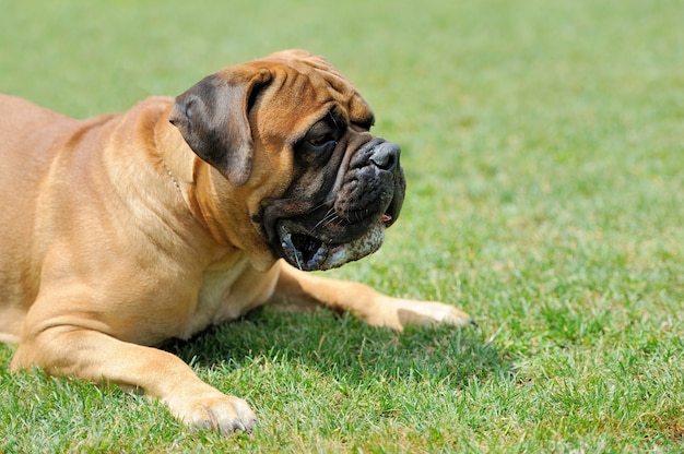 Close English Mastiff dog  in green summer grass