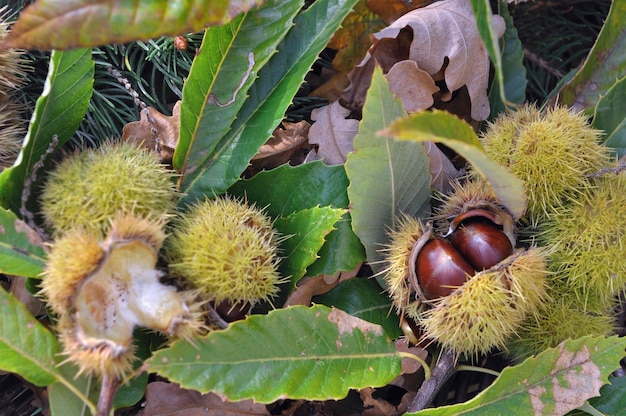 Close on a  fresh chestnuts in its husk  and falled on the ground  in leaves