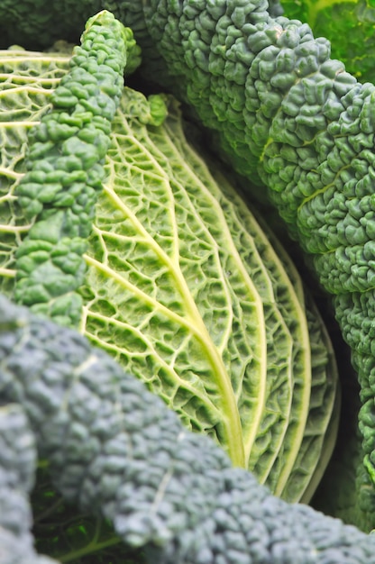 close on a fresh Savoy cabbage