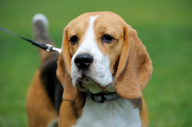 Close funny Beagle dog in green summer grass