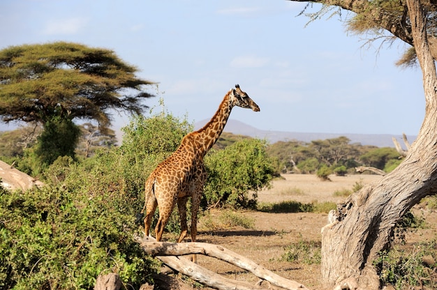 Close giraffe in National park of Kenya, Africa