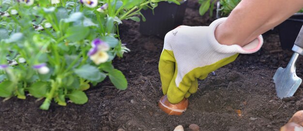 Close on hand of gardener holding a  bulb of tulip in the soil on garden