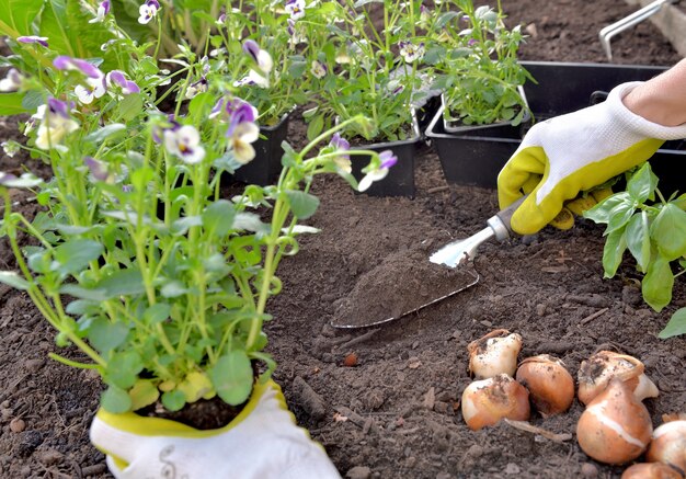 Close on hand of gardener planting viola flowers on the soil in the garden