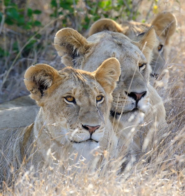 Close lion in National park of Kenya, Africa