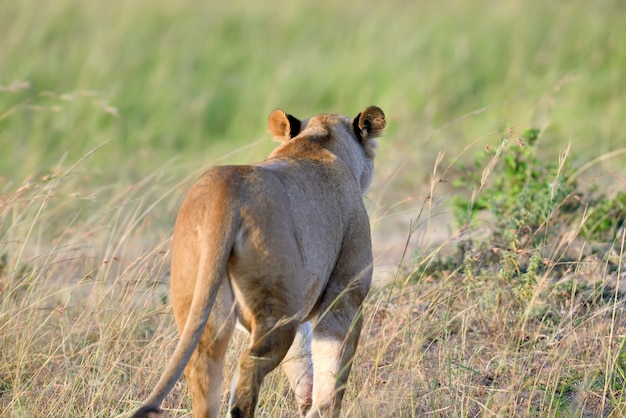 Close lion in National park of Kenya, Africa