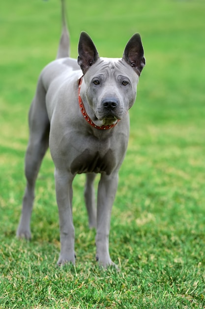 Close Peruvian Hairless Dog in green summer grass