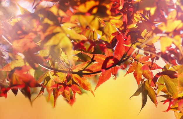 Close on red leaves of japanese maple in autumn