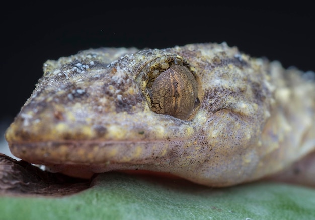 close shot of the common house lizard