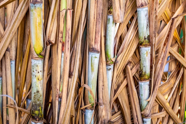 Photo close sugarcane plantation on sunny day