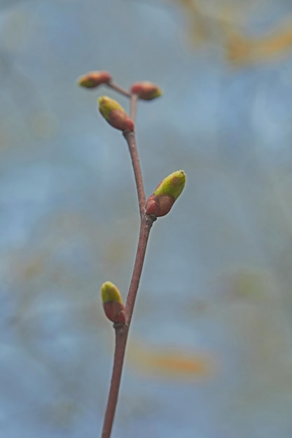 Photo close tree branch closed buds