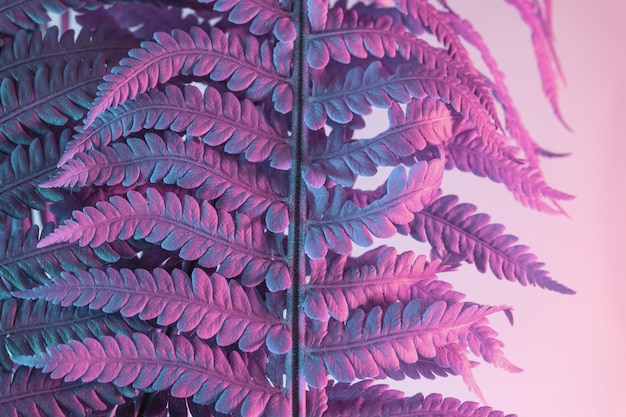 Photo close up abstract fern plant color pink light beautiful plant minimal in neon light minimalism ret