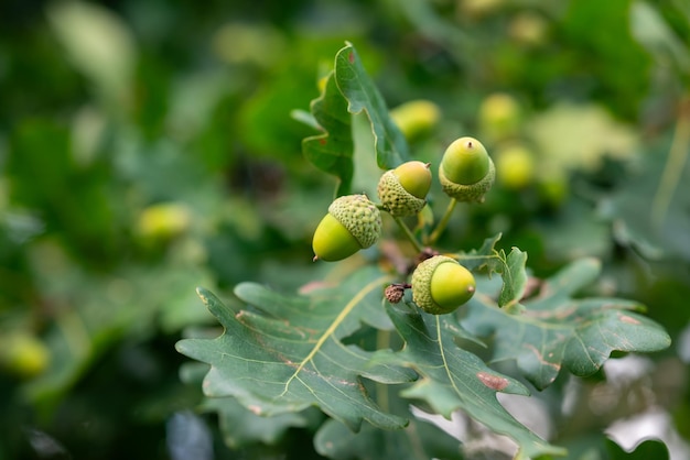 Close up of acorns on oak tree Green acorns growing on the tree big harvest of acorns