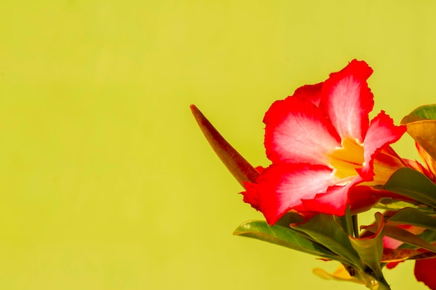 Close up of Adenium flower also known as desert rose with yellow background