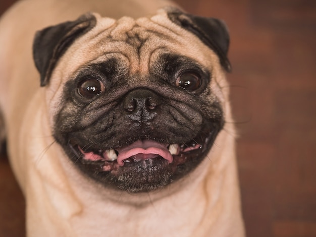 Close up of Adorable pug dog